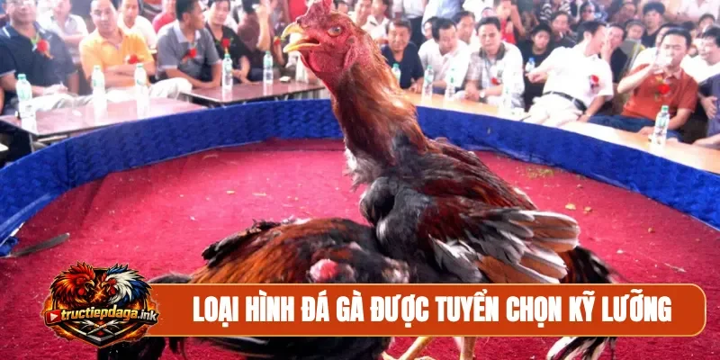 Loại hình đá gà được tuyển chọn kỹ lưỡng