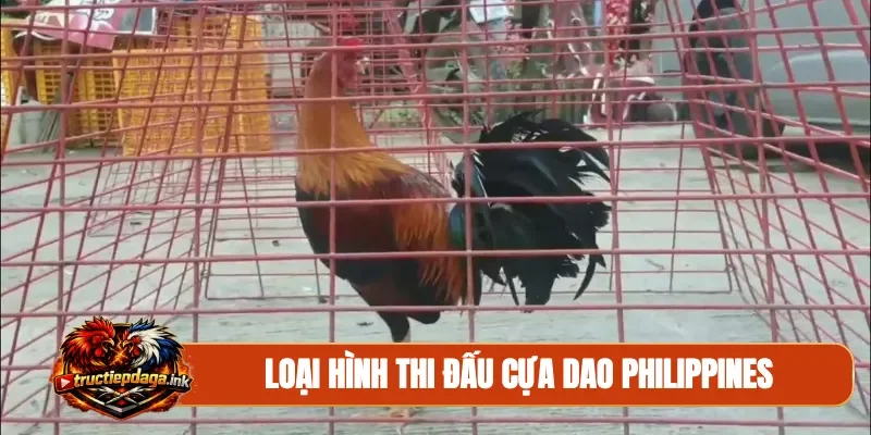 Loại hình thi đấu cựa dao Philippines