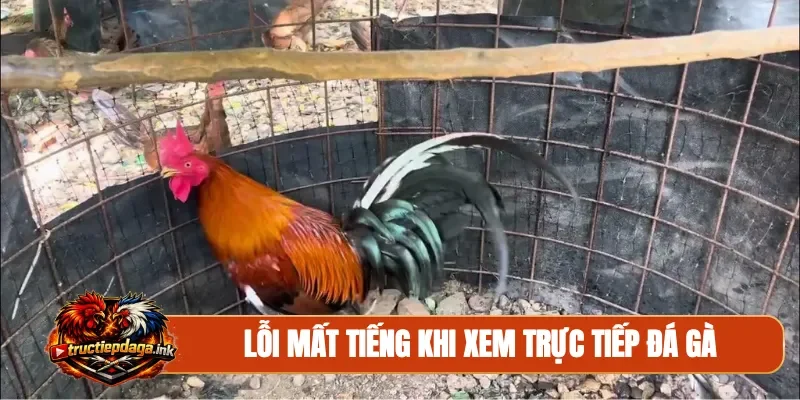Lỗi mất tiếng khi xem trực tiếp đá gà
