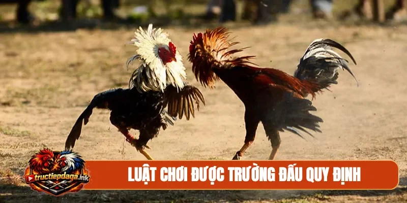 Luật chơi được trường đấu quy định