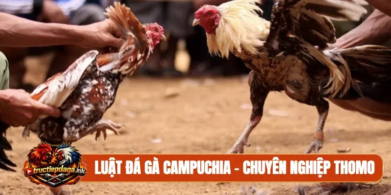 Luật đá gà Campuchia