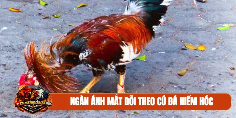 Ngàn ánh mắt dõi theo cú đá hiểm hóc