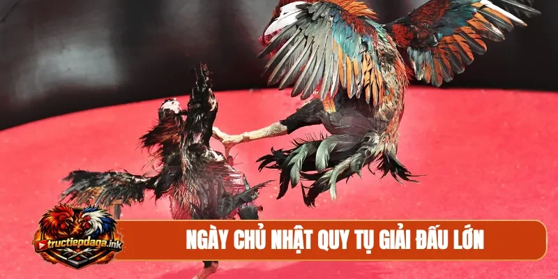 Ngày chủ nhật quy tụ giải đấu lớn