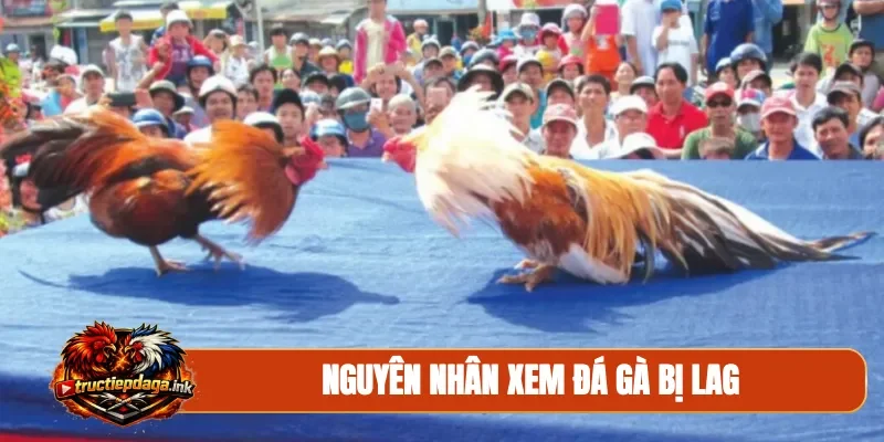 Nguyên nhân xem đá gà bị lag