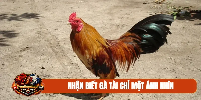 Nhận biết gà tài chỉ một ánh nhìn