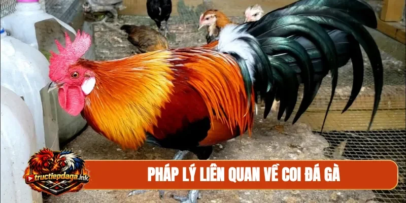 Pháp lý liên quan về coi đá gà