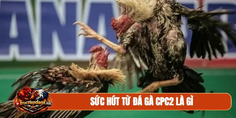 Sức hút từ đá gà CPC2 là gì