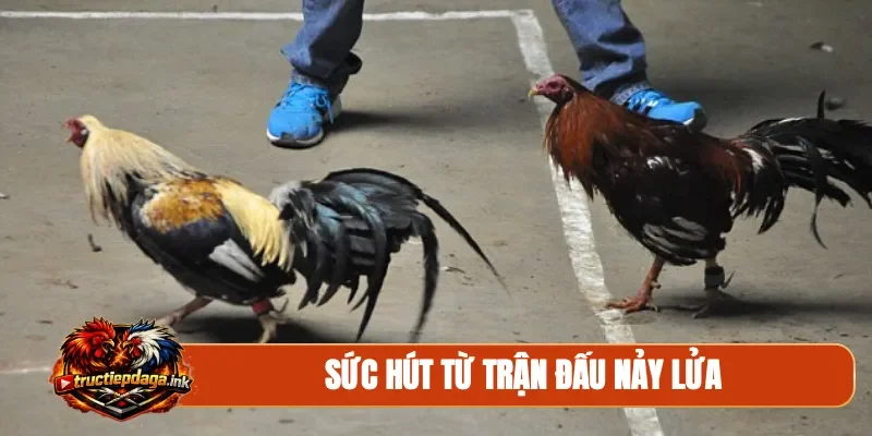 Sức hút từ trận đấu nảy lửa