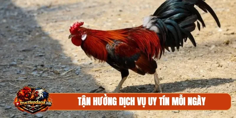 Tận hưởng dịch vụ uy tín mỗi ngày