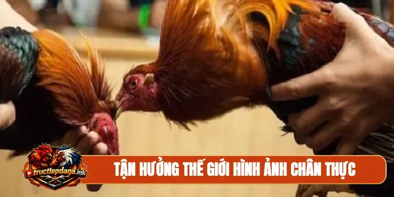 Tận hưởng thế giới hình ảnh chân thực