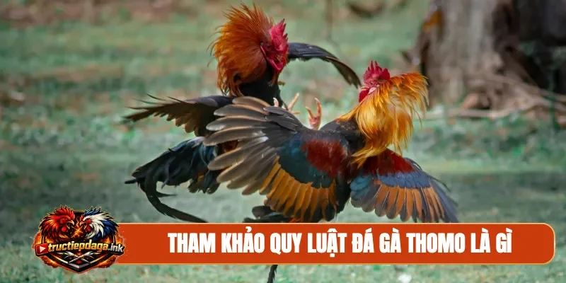 Tham khảo quy luật đá gà Thomo là gì