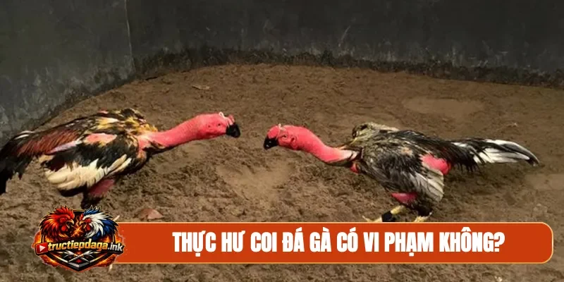 Thực hư coi đá gà có vi phạm không?