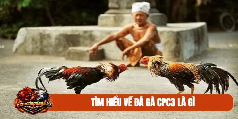 Tìm hiểu về đá gà CPC3 là gì