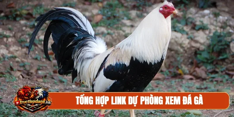 Tổng hợp link dự phòng xem đá gà