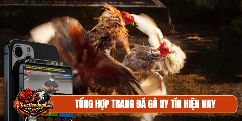 Tổng hợp trang đá gà