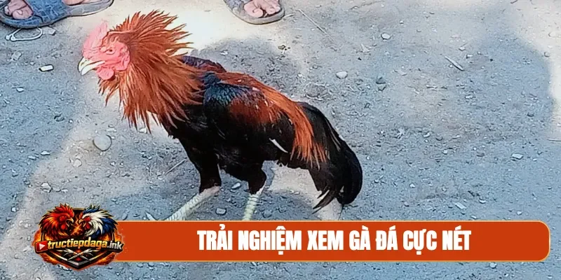 Trải nghiệm xem gà đá cực nét