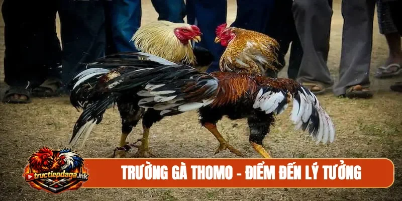 Trường gà Thomo