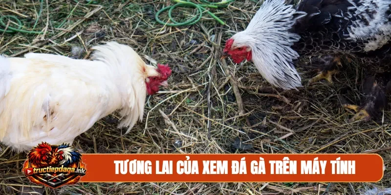 Tương lai của xem đá gà trên máy tính