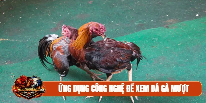 Ứng dụng công nghệ để xem đá gà mượt