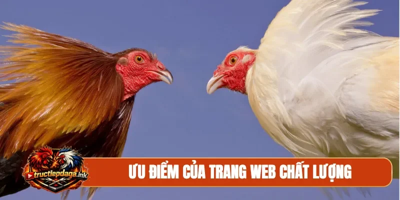 Ưu điểm của trang web chất lượng