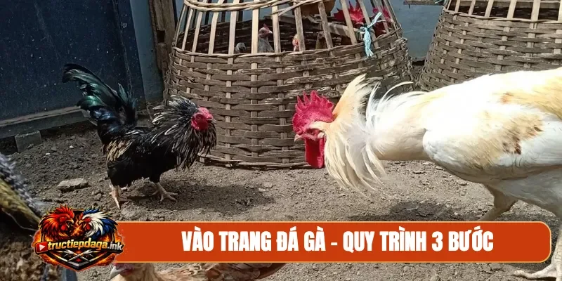 Vào trang đá gà