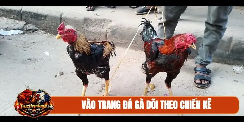 Vào trang đá gà dõi theo chiến kê