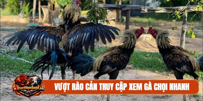 Vượt rào cản truy cập xem gà chọi nhanh