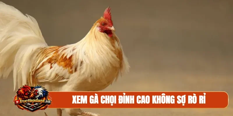 Xem gà chọi đỉnh cao không sợ rò rỉ