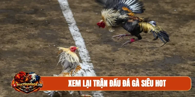 Xem lại trận đấu đá gà siêu hot